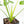 Thaumatophyllum spruceanum Mint Variegated (wk22-A)