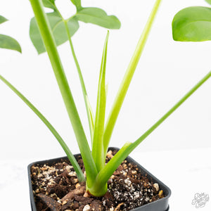 Thaumatophyllum spruceanum Mint Variegated (wk22-A)