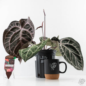 Anthurium Thor's Lightning '51' x Michelle '10' by DocBlock (wk40-L336)