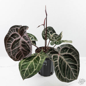 Anthurium Thor's Lightning '51' x Michelle '10' by DocBlock (wk40-L336)