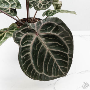 Anthurium Thor's Lightning '51' x Michelle '10' by DocBlock (wk40-L336)