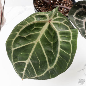 Anthurium Thor's Lightning '51' x Michelle '10' by DocBlock (wk40-L336)