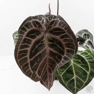 Anthurium Thor's Lightning '51' x Michelle '10' by DocBlock (wk40-L336)