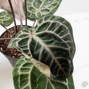Anthurium Thor's Lightning '51' x Michelle '10' by DocBlock (wk40-L336)