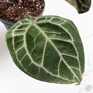 Anthurium Thor's Lightning '51' x Michelle '10' by DocBlock (wk40-L336)