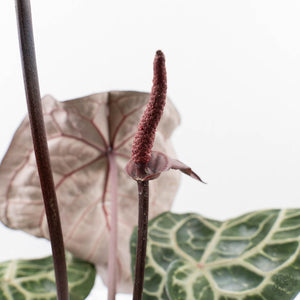 Anthurium Thor's Lightning '51' x Michelle '10' by DocBlock (wk40-L336)