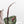 Anthurium Thor's Lightning '51' x Michelle '10' by DocBlock (wk40-L336)