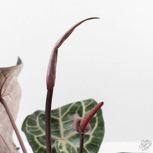 Anthurium Thor's Lightning '51' x Michelle '10' by DocBlock (wk40-L336)