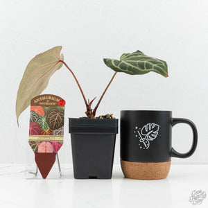 Anthurium Thor's Lightning '51' x Crystal Red '12' by DocBlock® (wk18-H)