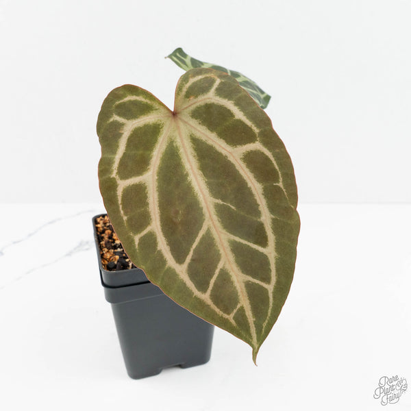 Anthurium Thor's Lightning '51' x Crystal Red '12' by DocBlock