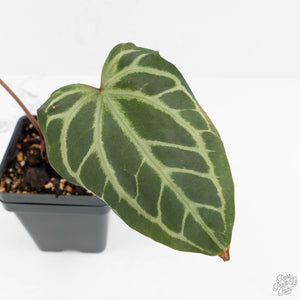 Anthurium Thor's Lightning '51' x Crystal Red '12' by DocBlock® (wk18-H)