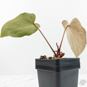 Anthurium Thor's Lightning '51' x Crystal Red '12' by DocBlock® (wk18-H)