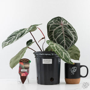 Anthurium Thor's Lightning '51' x Michelle '10' by DocBlock (wk40-L331)