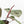 Anthurium Thor's Lightning '51' x Michelle '10' by DocBlock (wk40-L331)