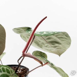 Anthurium Thor's Lightning '51' x Michelle '10' by DocBlock (wk40-L331)