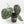 Anthurium Thor's Lightning '51' x Michelle '10' by DocBlock (wk40-L331)