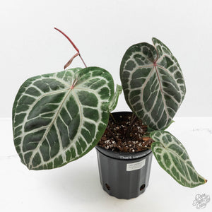 Anthurium Thor's Lightning '51' x Michelle '10' by DocBlock (wk40-L331)