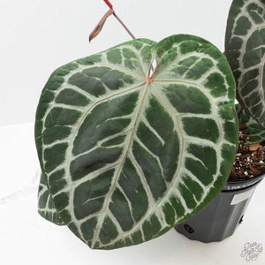 Anthurium Thor's Lightning '51' x Michelle '10' by DocBlock (wk40-L331)