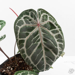Anthurium Thor's Lightning '51' x Michelle '10' by DocBlock (wk40-L331)