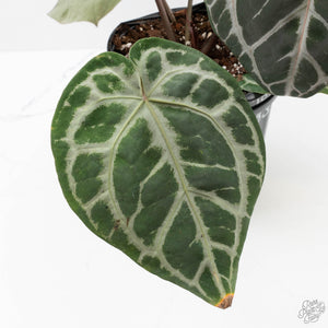 Anthurium Thor's Lightning '51' x Michelle '10' by DocBlock (wk40-L331)