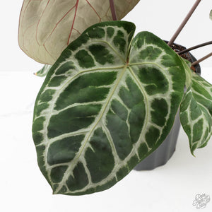 Anthurium Thor's Lightning '51' x Michelle '10' by DocBlock (wk40-L331)