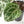 Anthurium Thor's Lightning '51' x Michelle '10' by DocBlock (wk40-L331)