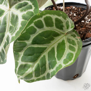 Anthurium Thor's Lightning '51' x Michelle '10' by DocBlock (wk40-L331)