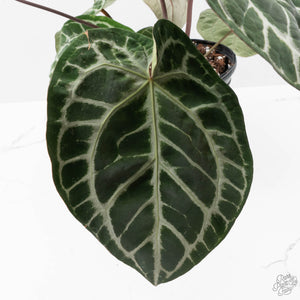 Anthurium Thor's Lightning '51' x Michelle '10' by DocBlock (wk40-L331)