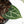 Anthurium Thor's Lightning '51' x Michelle '10' by DocBlock (wk40-L331)