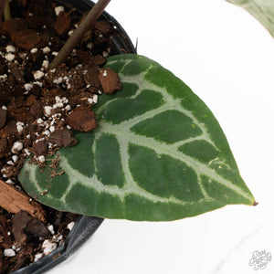 Anthurium Thor's Lightning '51' x Michelle '10' by DocBlock (wk40-L331)