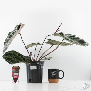 Anthurium Thor's Lightning '51' x Michelle '10' by DocBlock (wk40-L332)