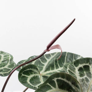Anthurium Thor's Lightning '51' x Michelle '10' by DocBlock (wk40-L332)