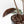 Anthurium Thor's Lightning '51' x Michelle '10' by DocBlock (wk40-L332)