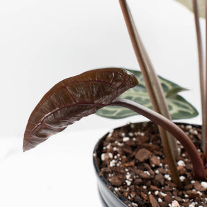 Anthurium Thor's Lightning '51' x Michelle '10' by DocBlock (wk40-L332)