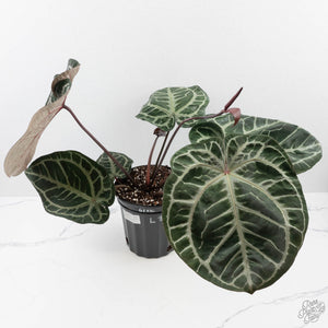 Anthurium Thor's Lightning '51' x Michelle '10' by DocBlock (wk40-L332)