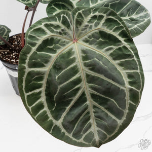 Anthurium Thor's Lightning '51' x Michelle '10' by DocBlock (wk40-L332)