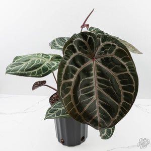 Anthurium Thor's Lightning '51' x Michelle '10' by DocBlock (wk40-L332)