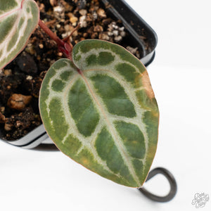 Anthurium Tortoise Shell Grey '36' x self by DocBlock® (wk25-A)