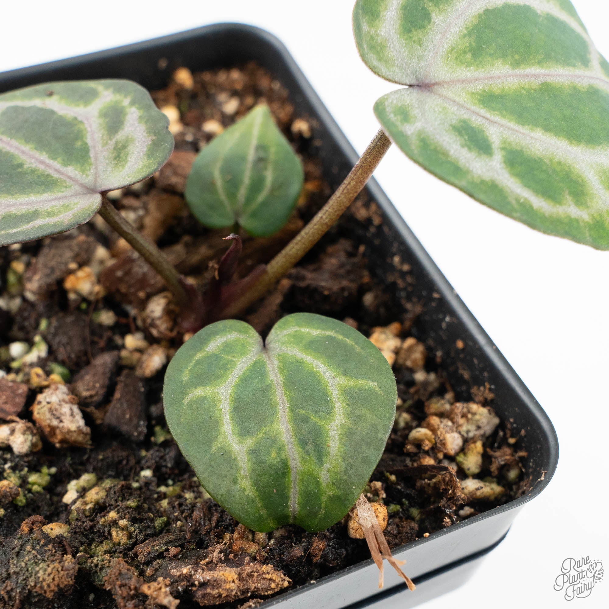 Anthurium Tortoise Shell Grey '36' x self by DocBlock® (wk18-X