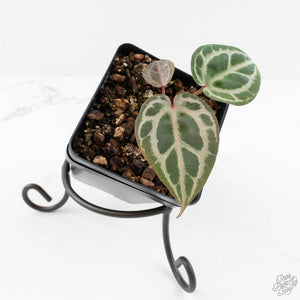 Anthurium Tortoise Shell Grey '36' x self by DocBlock® (wk29-K)
