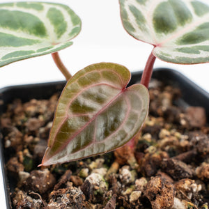Anthurium Tortoise Shell Grey '36' x self by DocBlock® (wk29-K)