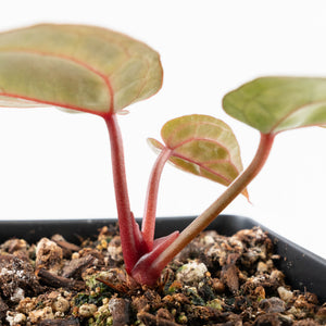 Anthurium Tortoise Shell Grey '36' x self by DocBlock® (wk29-K)