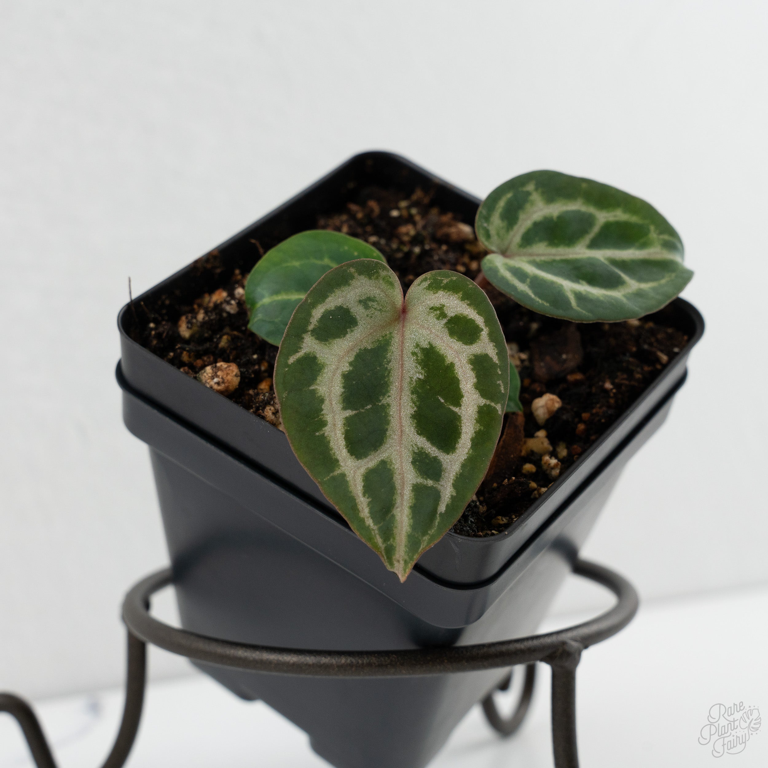 Anthurium Tortoise Shell Grey '36'x self by DocBlock® (wk8-L