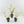 Philodendron Bipinnatifidum 'Tortum' Albo Variegated *Grower's Choice*