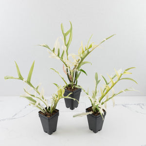 Philodendron Bipinnatifidum 'Tortum' Albo Variegated *Grower's Choice*