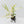 Philodendron Bipinnatifidum 'Tortum' Albo Variegated *Grower's Choice*