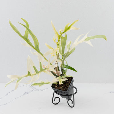 Philodendron Bipinnatifidum 'Tortum' Albo Variegated *Grower's Choice*