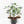Alocasia 'Venom' *Grower's Choice*