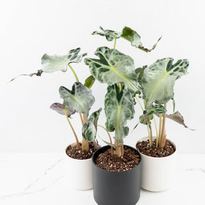 Alocasia 'Venom' *Grower's Choice*