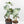 Alocasia 'Venom' *Grower's Choice*